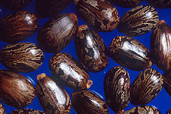 250px-Castor_beans.jpg